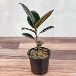 Ficus 'Burgundy' Rubber Plant -Eds Plant Shop ficus burgundy rubber plant 8 inch floor plant 307822