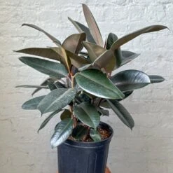 Ficus 'Burgundy' Rubber Plant -Eds Plant Shop ficus burgundy rubber plant 8 inch floor plant 367500