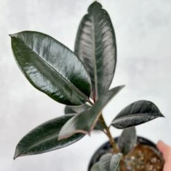Ficus 'Burgundy' Rubber Plant -Eds Plant Shop ficus burgundy rubber plant 8 inch floor plant 480443