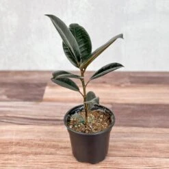 Ficus 'Burgundy' Rubber Plant -Eds Plant Shop ficus burgundy rubber plant 8 inch floor plant 540579