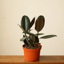 Ficus 'Burgundy' Rubber Plant -Eds Plant Shop ficus burgundy rubber plant 8 inch floor plant 970322