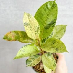 Ficus Shiveriana 'Moonshine' -Eds Plant Shop ficus elastica shiveriana 4 inch 412839