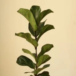 Ficus Lyrata ‘Bambino’ - Bambino Fiddle Leaf Fig - Various Sizes 7 Ficus Lyrata ‘Bambino’ - Bambino Fiddle Leaf Fig - Various Sizes -Eds Plant Shop ficus lyrata bambino bambino fiddle leaf fig various sizes 282745