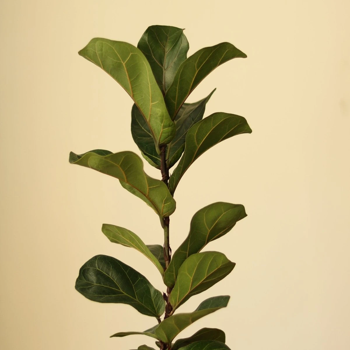 Ficus Lyrata ‘Bambino’ - Bambino Fiddle Leaf Fig - Various Sizes 5 Ficus Lyrata ‘Bambino’ - Bambino Fiddle Leaf Fig - Various Sizes - Image 3