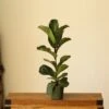 Ficus Lyrata ‘Bambino’ - Bambino Fiddle Leaf Fig - Various Sizes