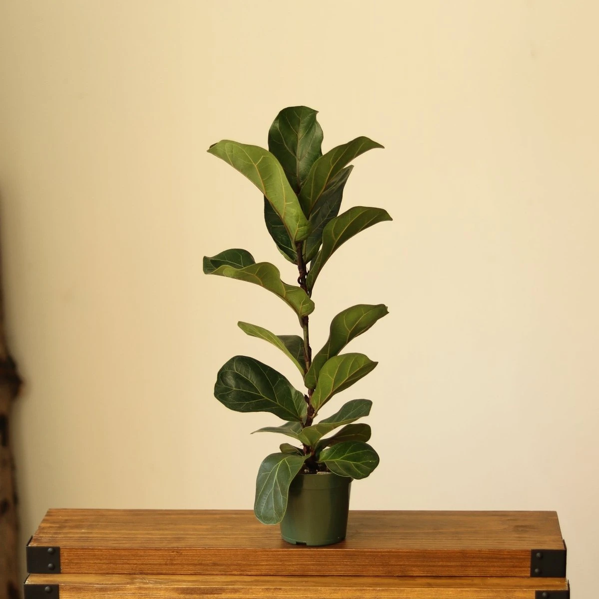 Ficus Lyrata ‘Bambino’ - Bambino Fiddle Leaf Fig - Various Sizes 3 Ficus Lyrata ‘Bambino’ - Bambino Fiddle Leaf Fig - Various Sizes