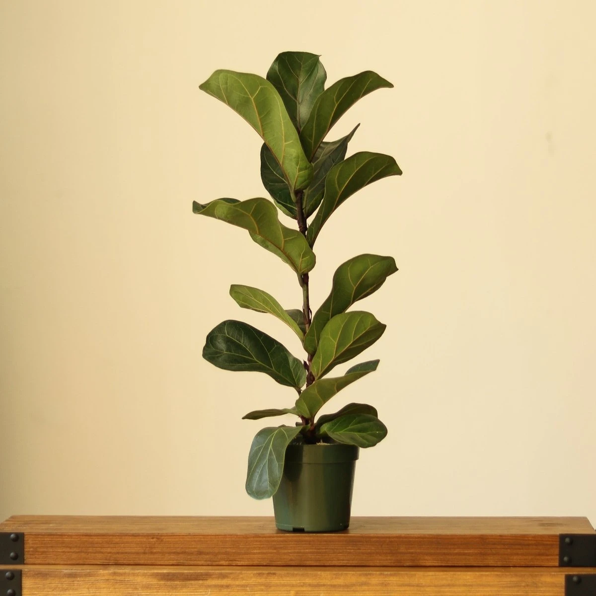 Ficus Lyrata ‘Bambino’ - Bambino Fiddle Leaf Fig - Various Sizes 4 Ficus Lyrata ‘Bambino’ - Bambino Fiddle Leaf Fig - Various Sizes - Image 2