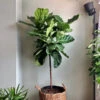Ficus Lyrata 'Fiddle Leaf Fig' - Large Floor Plant -Eds Plant Shop ficus lyrata fiddle leaf fig column large floor plant 222136