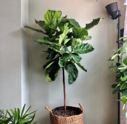 Ficus Lyrata 'Fiddle Leaf Fig' - Large Floor Plant