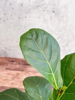 Ficus Lyrata 'Fiddle Leaf Fig' -Eds Plant Shop ficus lyrata fiddle leaf fig various sizes 390815