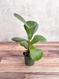 Ficus Lyrata 'Fiddle Leaf Fig' -Eds Plant Shop ficus lyrata fiddle leaf fig various sizes 479220