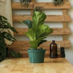 Ficus Lyrata 'Fiddle Leaf Fig' -Eds Plant Shop ficus lyrata fiddle leaf fig various sizes 869544