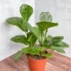 Ficus Lyrata 'Fiddle Leaf Fig' -Eds Plant Shop ficus lyrata fiddle leaf fig various sizes 940256