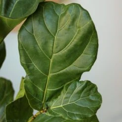 Ficus Lyrata 'Fiddle Leaf Fig' - Various Sizes Large Floor Plant -Eds Plant Shop ficus lyrata fiddle leaf fig various sizes large floor plant 752610