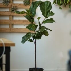 Ficus Lyrata 'Fiddle Leaf Fig' - Various Sizes Large Floor Plant -Eds Plant Shop ficus lyrata fiddle leaf fig various sizes large floor plant 783624