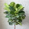 Ficus Lyrata 'Fiddle Leaf Fig' - Various Sizes Large Floor Plant 1 Ficus Lyrata 'Fiddle Leaf Fig' - Various Sizes Large Floor Plant -Eds Plant Shop ficus lyrata fiddle leaf fig various sizes large floor plant 791420
