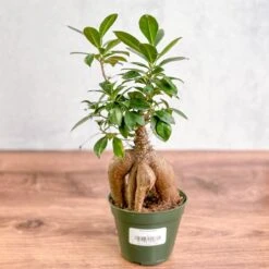 Ficus Microcarpa - Ficus Ginseng -Eds Plant Shop ficus microcarpa ficus ginseng 269033