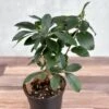 Ficus Microcarpa - Ficus Ginseng -Eds Plant Shop ficus microcarpa ficus ginseng 731292