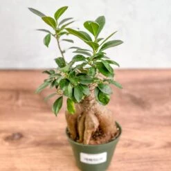 Ficus Microcarpa - Ficus Ginseng -Eds Plant Shop ficus microcarpa ficus ginseng 921092