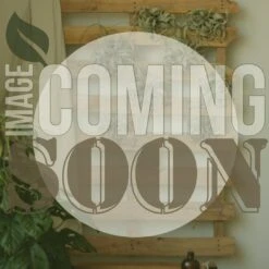 Ficus Monclame - Ficus Floor Plant