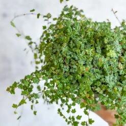 Ficus Quercifolia - String Of Frogs -Eds Plant Shop ficus quercifolia string of frogs 333863