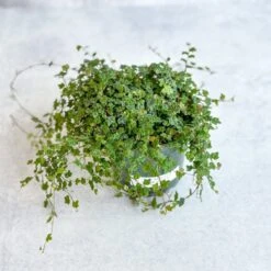 Ficus Quercifolia - String Of Frogs -Eds Plant Shop ficus quercifolia string of frogs 757926