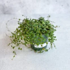 Ficus Quercifolia - String Of Frogs -Eds Plant Shop ficus quercifolia string of frogs 780800