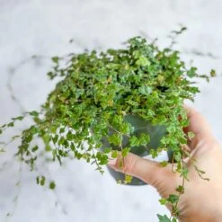 Ficus Quercifolia - String Of Frogs -Eds Plant Shop ficus quercifolia string of frogs 960443