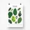 Ficus Species ID Chart - Botanical Houseplant Art Print -Eds Plant Shop ficus species id chart botanical houseplant art print 355180