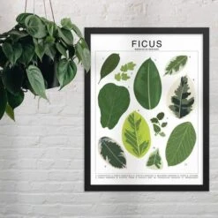 Ficus Species ID Chart - Botanical Houseplant Art Print -Eds Plant Shop ficus species id chart botanical houseplant art print 519419
