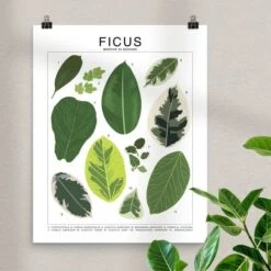 Ficus Species ID Chart - Botanical Houseplant Art Print -Eds Plant Shop ficus species id chart botanical houseplant art print 533859