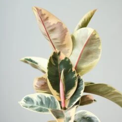 Ficus Elastica ‘Tineke’ – Variegated Rubber Plant -Eds Plant Shop ficus tineke india rubber plant various sizes 372453