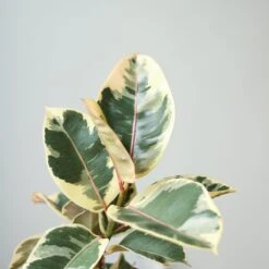 Ficus Elastica ‘Tineke’ – Variegated Rubber Plant -Eds Plant Shop ficus tineke india rubber plant various sizes 948858