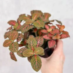 Fittonia Albivenis - Mosaic/Nerve Plant - Various Sizes -Eds Plant Shop fittonia albivenis mosaicnerve plant various sizes 102249