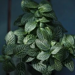 Fittonia Albivenis - Mosaic/Nerve Plant - Various Sizes -Eds Plant Shop fittonia albivenis mosaicnerve plant various sizes 393331