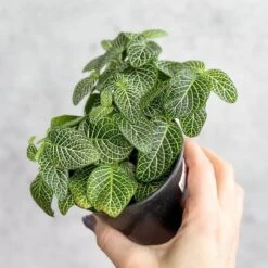 Fittonia Albivenis - Mosaic/Nerve Plant - Various Sizes -Eds Plant Shop fittonia albivenis mosaicnerve plant various sizes 509572