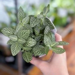 Fittonia Albivenis - Mosaic/Nerve Plant - Various Sizes -Eds Plant Shop fittonia albivenis mosaicnerve plant various sizes 685836