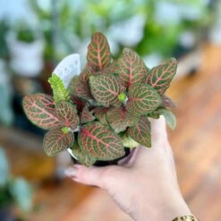 Fittonia Albivenis - Mosaic/Nerve Plant - Various Sizes -Eds Plant Shop fittonia albivenis mosaicnerve plant various sizes 777217