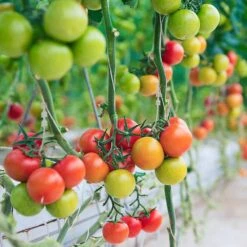 Flowers & Fruits 3-Tier Walden White LED Grow Tent Kit -Eds Plant Shop flowers fruits 3 tier walden white led grow tent kit 190521