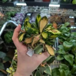 Fuzzy Variegated Hoya - Hoya 'DS70' Variegated -Eds Plant Shop fuzzy variegated hoya hoya ds70 variegated 215716