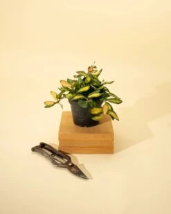 Fuzzy Variegated Hoya - Hoya 'DS70' Variegated -Eds Plant Shop fuzzy variegated hoya hoya ds70 variegated 317972