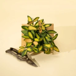 Fuzzy Variegated Hoya - Hoya 'DS70' Variegated -Eds Plant Shop fuzzy variegated hoya hoya ds70 variegated 783089