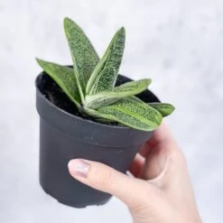 Gasteria 'Little Warty' - Little Warty Ox Tongue - 4 Inch -Eds Plant Shop gasteria little warty little warty ox tongue 4 inch 155347