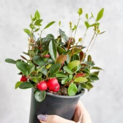 Gaultheria Procumbens - Wintergreen - 4 Inch -Eds Plant Shop gaultheria procumbens wintergreen 4 inch 222637