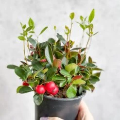 Gaultheria Procumbens - Wintergreen - 4 Inch -Eds Plant Shop gaultheria procumbens wintergreen 4 inch 820315
