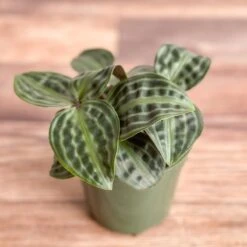 Geogenanthus Poeppigii - Seersucker Plant -Eds Plant Shop geogenanthus poeppigii seersucker plant 541605