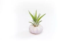 Gift Wrapped Purple Urchins With Tillandsia Air Plants -Eds Plant Shop gift wrapped purple urchins with tillandsia air plants 5596551