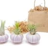 Gift Wrapped Purple Urchins With Tillandsia Air Plants