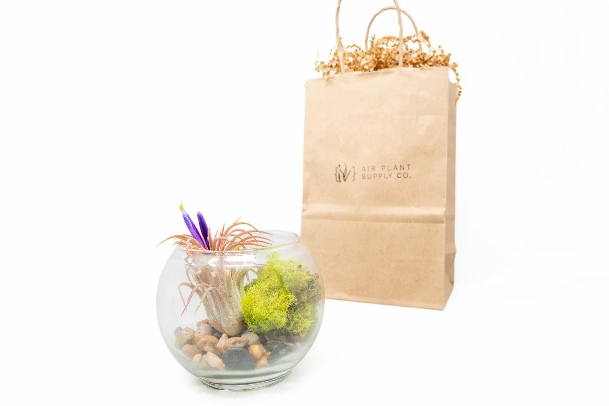 Gift Wrapped Terrarium Kits With Tillandsia Air Plants 3 Gift Wrapped Terrarium Kits With Tillandsia Air Plants