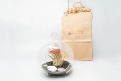 Gift Wrapped Terrarium Kits With Tillandsia Air Plants 13 Gift Wrapped Terrarium Kits With Tillandsia Air Plants -Eds Plant Shop gift wrapped terrarium kits with tillandsia air plants 3238155